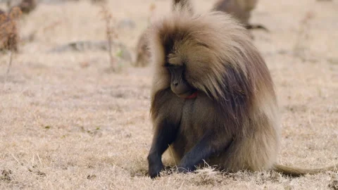 Gelada Baboon Monkey Eating Grass Rhizomes In Ethiopian Highlands. Close-up Shot Vídeo Stock 315491131
