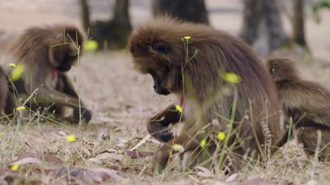 Gelada Baboon Monkeys Foraging In Simien Mountains National Park, Ethiopia Video stock 315491300