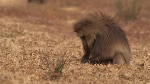 Gelada Baboon with open mouth with teeth. Simien mountains NP, gelada monkey, de Stock Footage 164024333