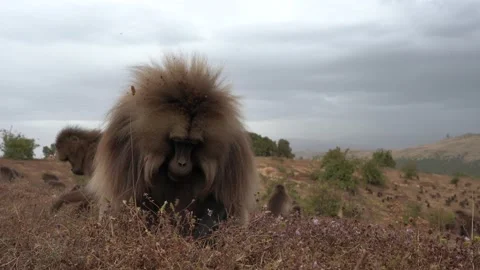Gelada Baboon with open mouth with teeth. Simien mountains NP, gelada monkey, de Stock Footage 164029476