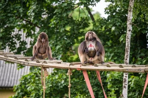 Gelada baboon Theropithecus gelada, the bleeding-heart monkey. Female and male Foto stock