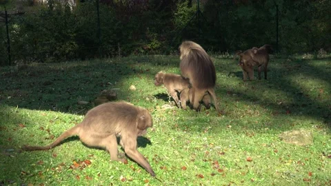 Gelada Baboon (Theropithecus gelada), copulating baboons Stock Footage 221409892