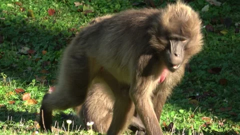 Gelada Baboon (Theropithecus gelada), female with young sitting on grass Stockbeeldmateriaal 219031558