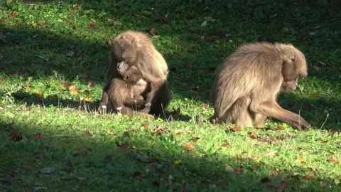 Gelada Baboon (Theropithecus gelada), female with young sitting on grass Stock Footage 219031676