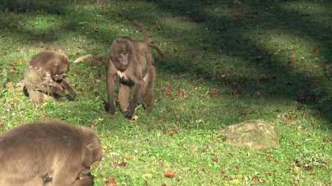 Gelada Baboon (Theropithecus gelada), female with young sitting on grass Stockbeeldmateriaal 221178828