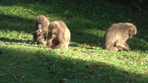 Gelada Baboon (Theropithecus gelada), female with young sitting on grass Stockbeeldmateriaal 221178865