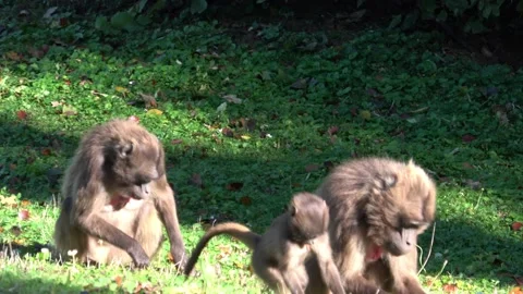 Gelada Baboon (Theropithecus gelada) Stock Footage 223505381