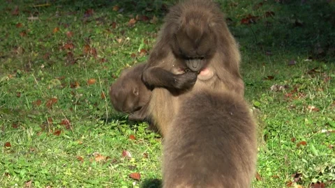 Gelada Baboon (Theropithecus gelada) Stockbeeldmateriaal 223505676