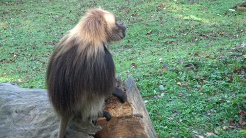 Gelada Baboon (Theropithecus gelada), male Stock Footage 218367004