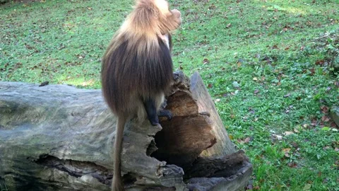 Gelada Baboon (Theropithecus gelada), male Stockbeeldmateriaal 219264545