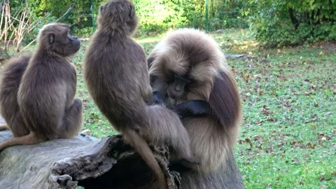 Gelada Baboon (Theropithecus gelada), male Stockbeeldmateriaal 221082457