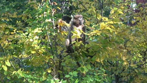Gelada Baboon (Theropithecus gelada) the monkey on branch tree Stock Footage 219204407