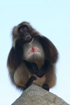 Gelada baboon Theropithecus gelada Stock Photos