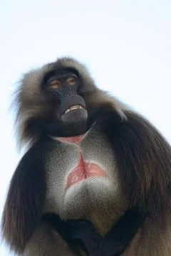 Gelada baboon Theropithecus gelada Foto stock