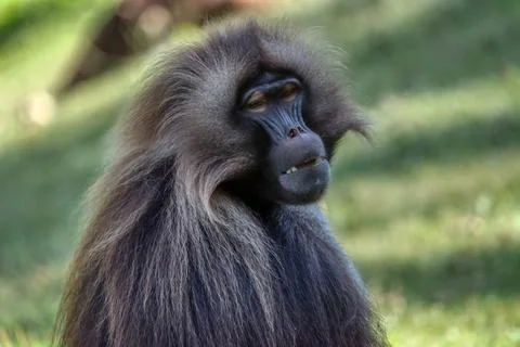 Gelada baboon, Theropithecus gelada Stock Photos