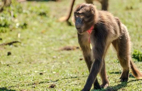 Gelada Baboon - theropithecus gelada Stock Photos