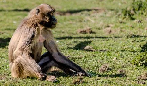 Gelada Baboon - theropithecus gelada Stock Photos