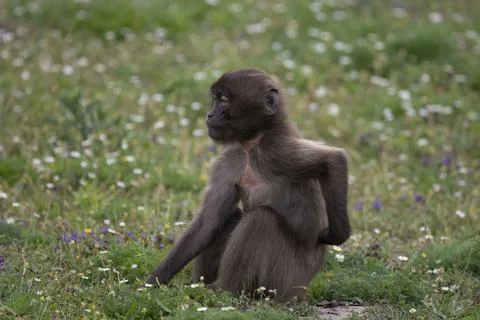 The Gelada Baboon (Theropithecus gelada). Stock Photos