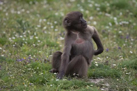 The Gelada Baboon (Theropithecus gelada). Stock Photos