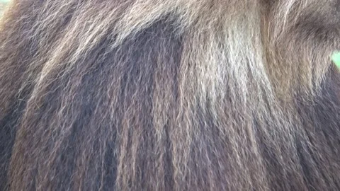Gelada Baboon (Theropithecus gelada), Shot of hair Stock Footage 223287897