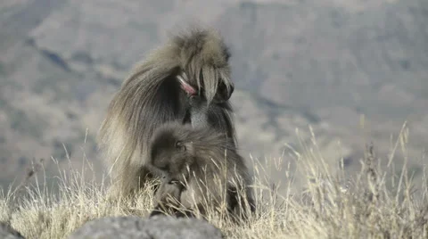 Gelada baboon (Theropithecus gelada), Simien Mountains National Park, Ethiopia Stock Footage 63913117