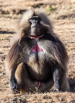 Gelada Baboon - Theropithecus Gelada. Simien Mountains in Ethiopia Stock Photos