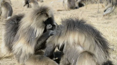 Gelada baboons cleaning coat (Theropithecus gelada),Simien Mountains National Stockbeeldmateriaal 63912108
