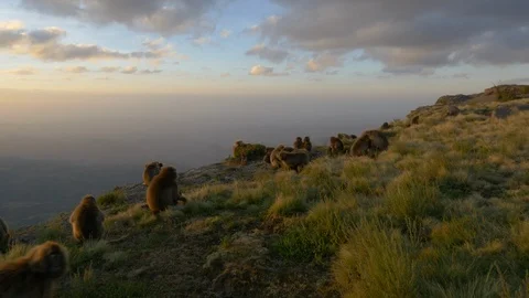 Gelada baboons on a cliff at sunset, gimbal move Stock Footage