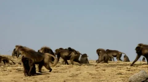 Gelada Baboons Stock Footage 11987659