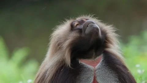 Gelada baboons Stock Footage 277626380