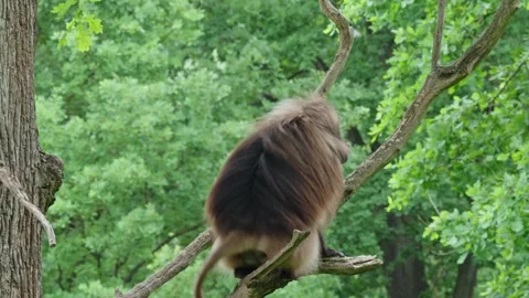 Gelada baboons Stock Footage 277626522