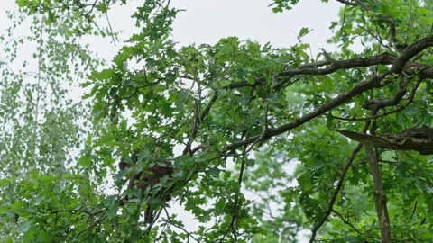 Gelada baboons Stock Footage 277626534