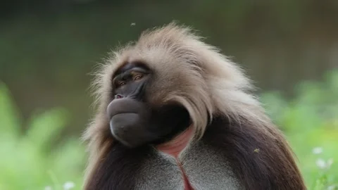 Gelada baboons Stock Footage 277626604