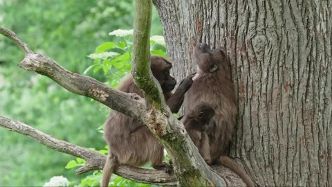 Gelada baboons Stock Footage 277626960