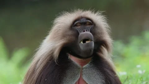 Gelada baboons Stock Footage 277627148