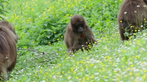 Gelada baboons Stock Footage 277627337