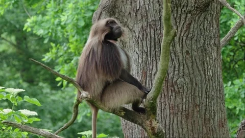 Gelada baboons Stock Footage 277627538