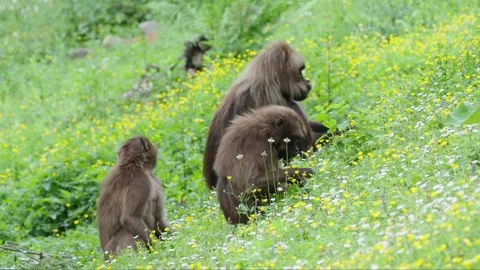 Gelada baboons Stock Footage 277627544