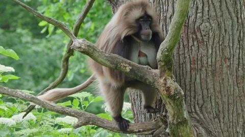 Gelada baboons Stock Footage 277627555