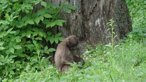 Gelada baboons Stock Footage 277627625