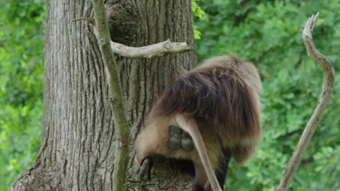 Gelada baboons Stock Footage 277628005