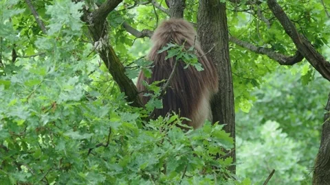 Gelada baboons Stock Footage 277628625