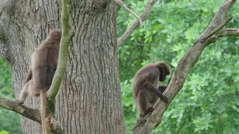 Gelada baboons Stock Footage 277628627