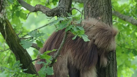 Gelada baboons Stock Footage 277629045