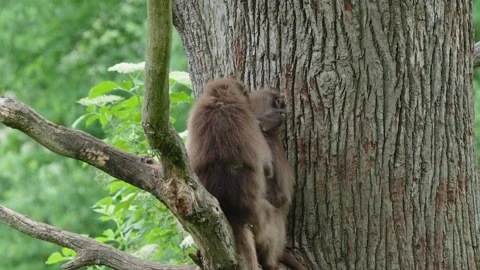 Gelada baboons Stock Footage 277629876