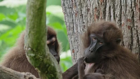 Gelada baboons Stock Footage 277630208