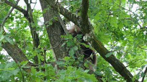 Gelada baboons Stock Footage 277630664