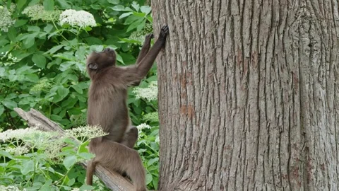 Gelada baboons Stock Footage 277630751