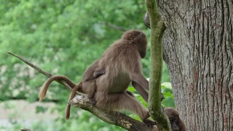 Gelada baboons Stock Footage 277630864