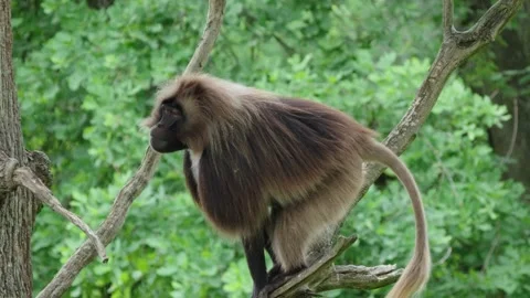 Gelada baboons Stock Footage 277631999